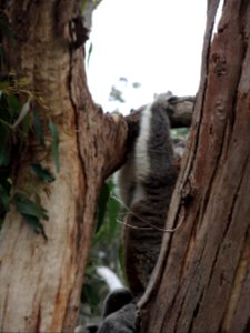 Koala Conservation Centre (7 January 2020) 16