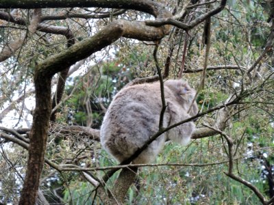 Koala Conservation Centre (7 January 2020) 17