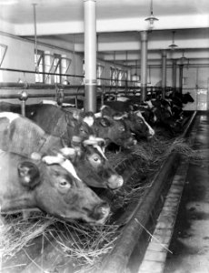 Koeien in de stal van modelboerderij Hofstede Oud-Bussem, Bestanddeelnr 252-0410