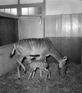 Koedoe geboren in Artis Amsterdam, Bestanddeelnr 904-7186