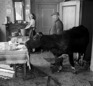 Koeien in de huiskamer in Sloten, Bestanddeelnr 905-0132
