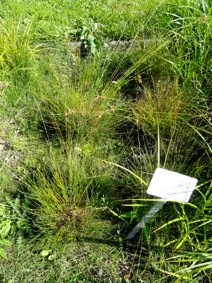 Kobresia myosuroides - Botanical Garden in Kaisaniemi, Helsinki - DSC03525