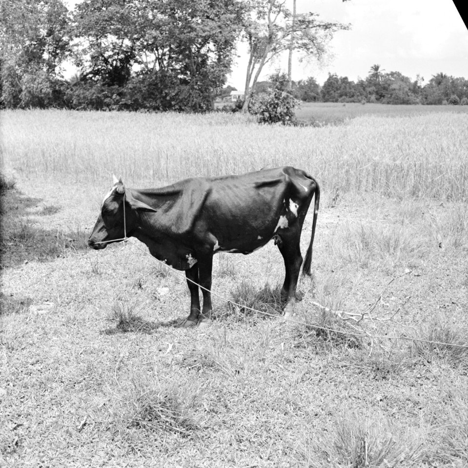 Koe in het landschap, Bestanddeelnr 252-2265
