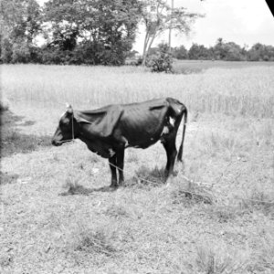 Koe in het landschap, Bestanddeelnr 252-2265