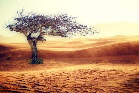 Sand tree nature photo