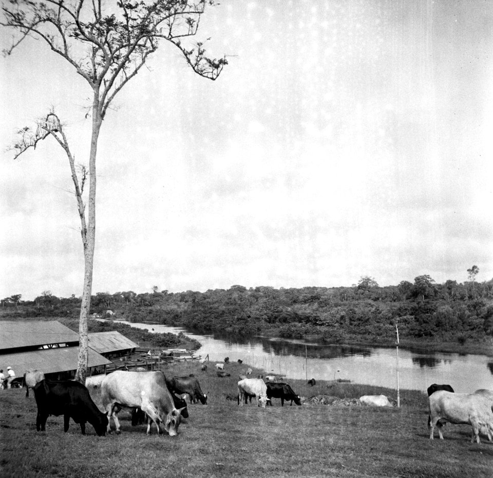 Koeien in Moengo in Suriname, Bestanddeelnr 252-6596