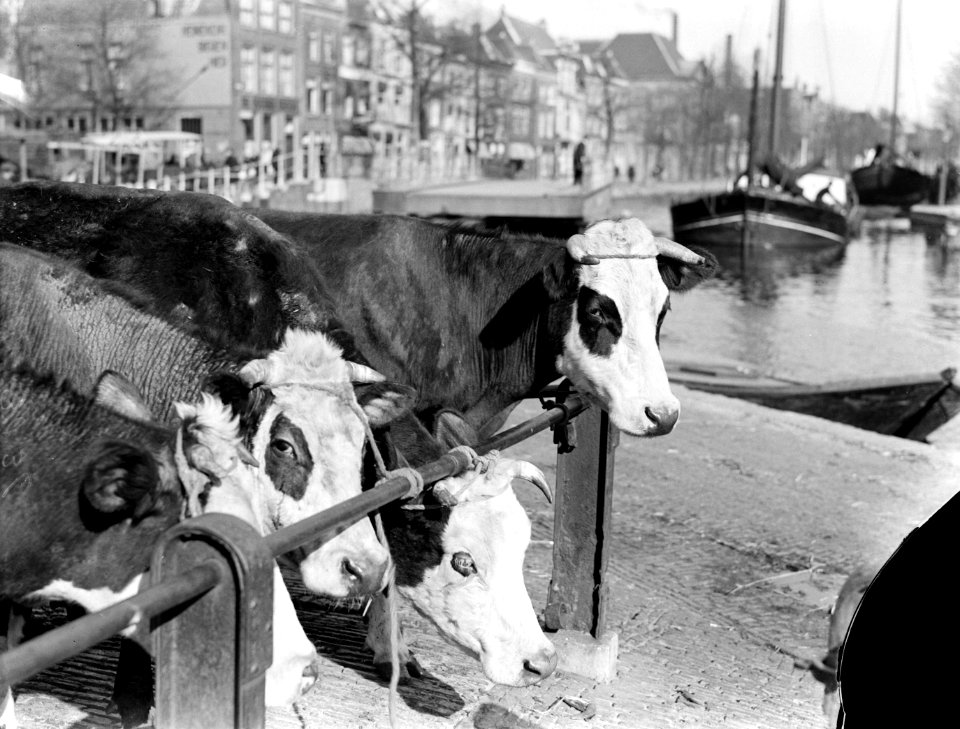 Koeien op een veemarkt in Amsterdam, Bestanddeelnr 189-0290