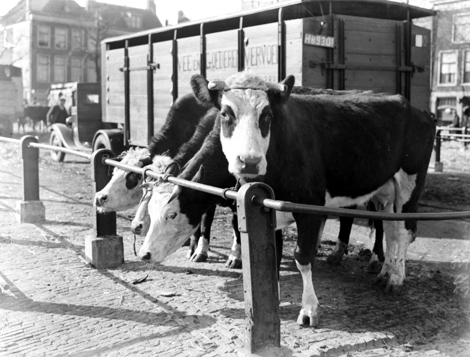Koeien op een veemarkt in Amsterdam, Bestanddeelnr 189-0289