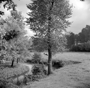 Koeien in een weiland in het Geuldal bij Schin op Geul, Bestanddeelnr 252-0197