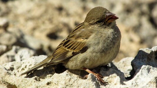 Animal wildlife singer