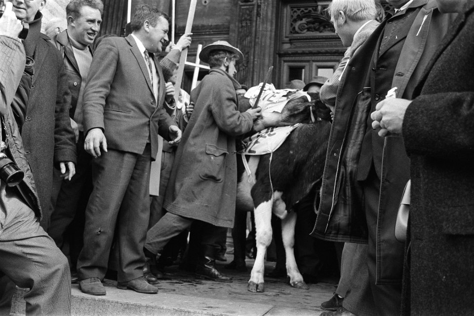 Koe te midden van de demonstrerende boeren, Bestanddeelnr 924-3861