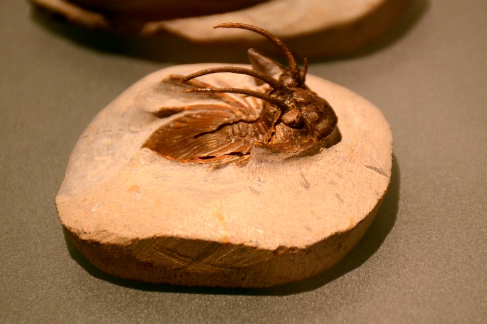 Kolihapeltis Musée des Confluences 18102015 1