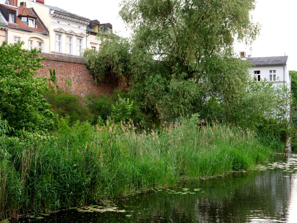 Kolk Spandau from Möllentorsteg 2019-06-03 04