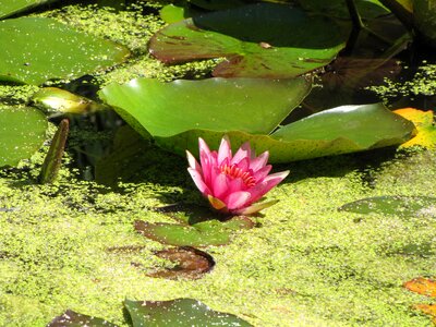 Water pond garden photo