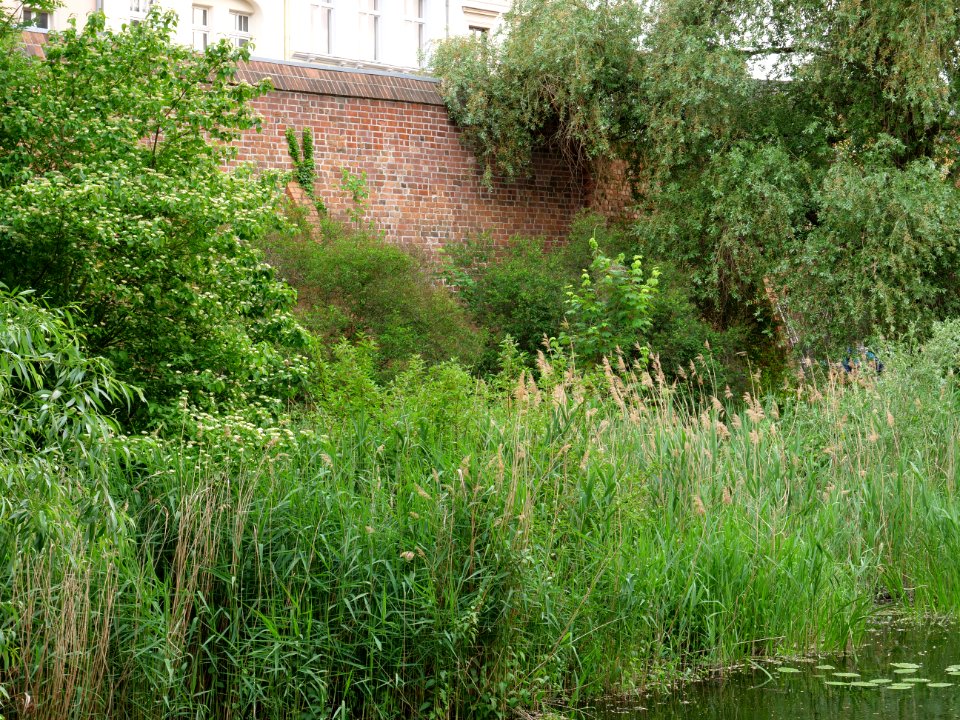 Kolk Spandau from Möllentorsteg 2019-06-03 05