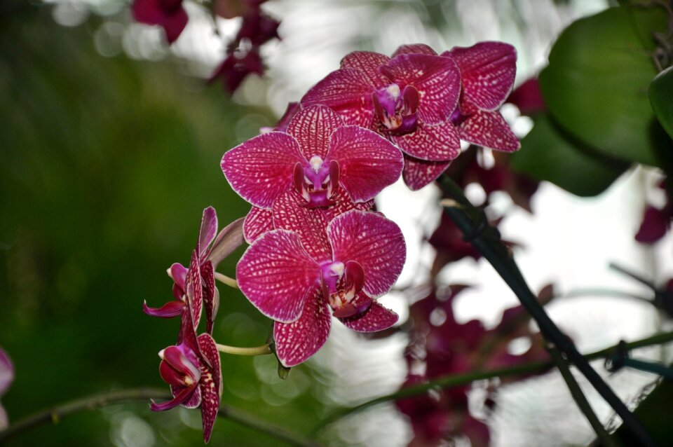 Flowers ny botanical gardens nature