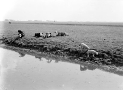 Koeien en schapen in de Haarlemmermeer, Bestanddeelnr 190-0010 photo