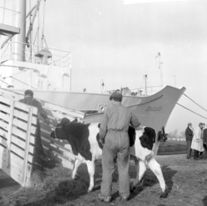 Koeien, schepen, laden en lossen, Bestanddeelnr 918-3713