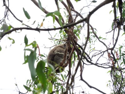 Koala Conservation Centre (7 January 2020) 12