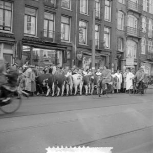 Koeien in Amsterdam, Bestanddeelnr 912-2656