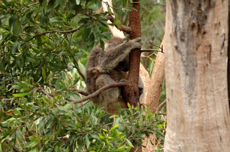 Koala-Melbourne-Zoo-20070224-012