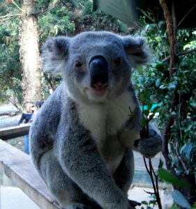 Koala in NSW