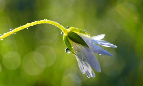 Dew drip flower photo