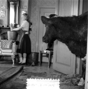 Koeien in de huiskamer in Sloten, Bestanddeelnr 905-0133
