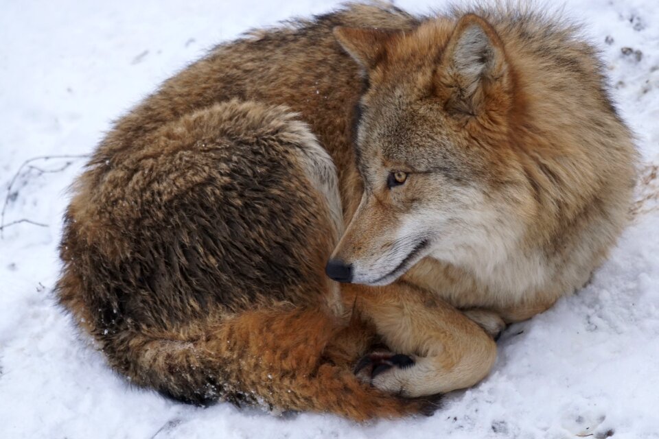 Predator winter snow
