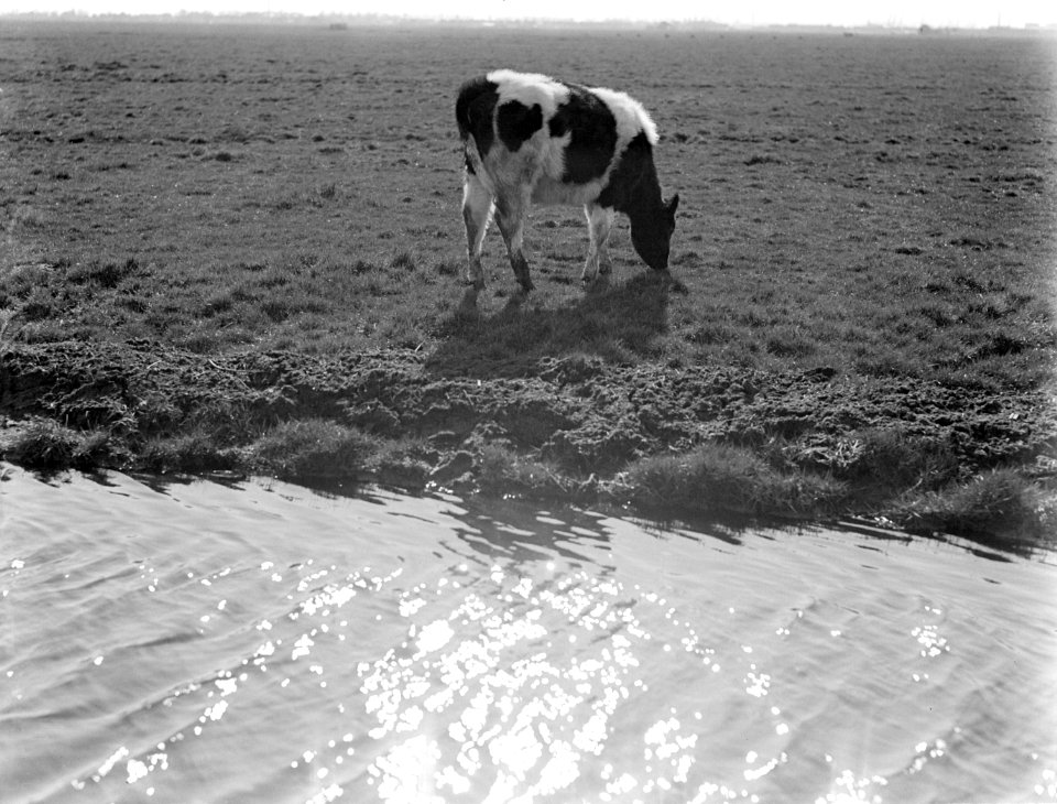 Koe in de wei in Waterland, Bestanddeelnr 189-0250