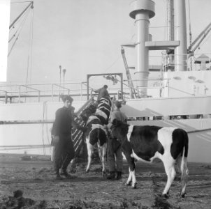 Koeien, schepen, laden en lossen, Bestanddeelnr 918-3715