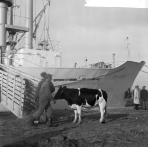 Koeien, schepen, laden en lossen, Bestanddeelnr 918-3716