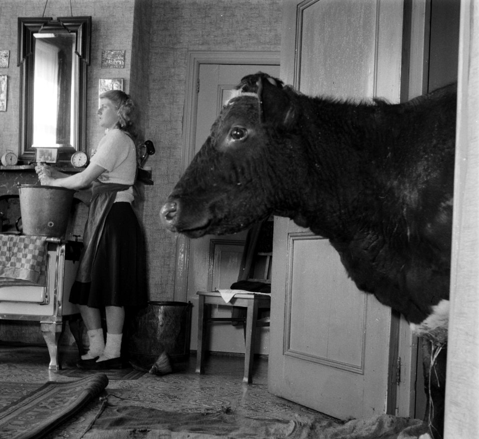 Koeien in de huiskamer in Sloten, Bestanddeelnr 905-0131