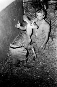 Koedoe met broek aan in Artis, Bestanddeelnr 918-0872
