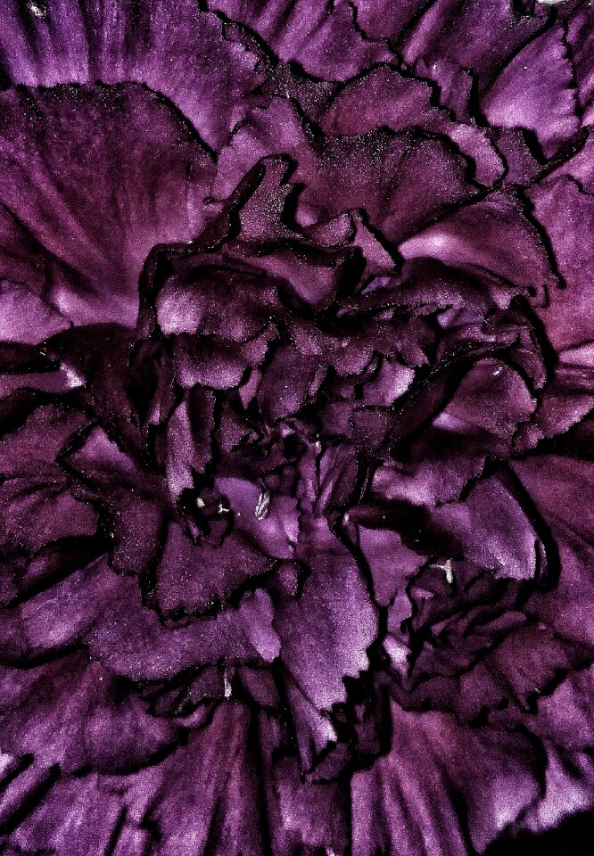 Texture garden vegetable garden