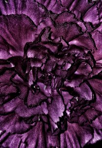 Texture garden vegetable garden