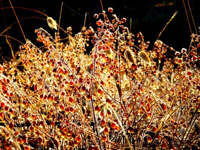 Nature plant morgentau