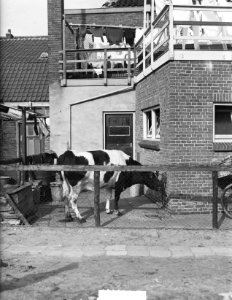Koe in tuintje te IJmuiden, Bestanddeelnr 904-4913