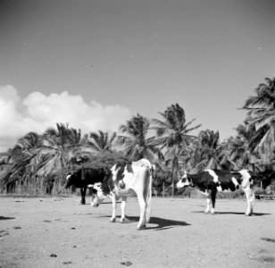 Koeien op de plantage San Juan van Harry Maal op Curaçao, Bestanddeelnr 252-7549