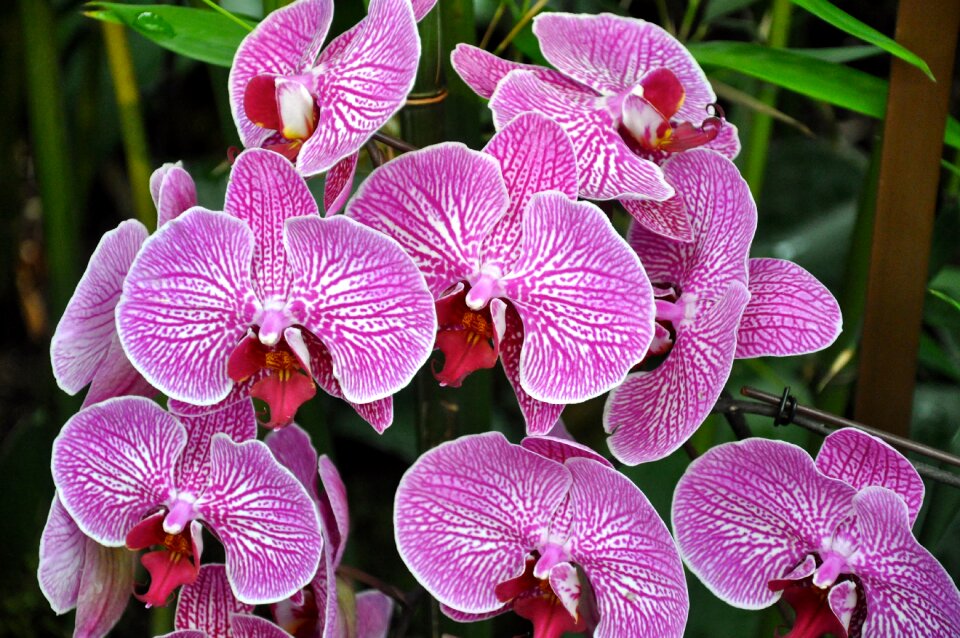 Nature pink garden