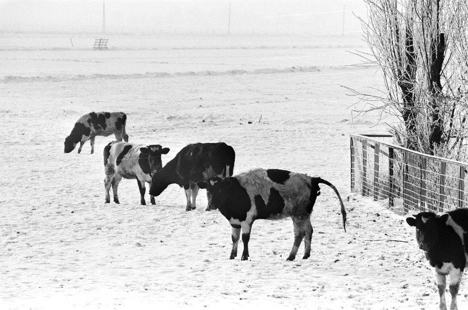Koeien in de wei in sneeuw langs Amstel bij Amsterdam, Bestanddeelnr 924-1455