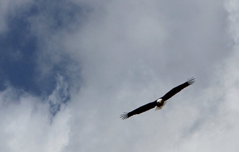 Clouds wings predator