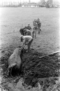 Koe in sloot, er uit getrokken door boeren, Bestanddeelnr 919-1254