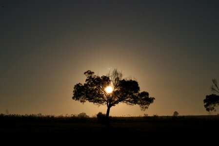 Sky sunrise tree photo
