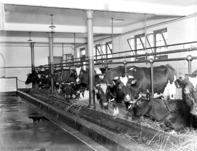 Koeien in de stal van modelboerderij Hofstede Oud-Bussem, Bestanddeelnr 252-0409