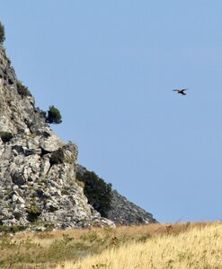Bird of prey bird hunt