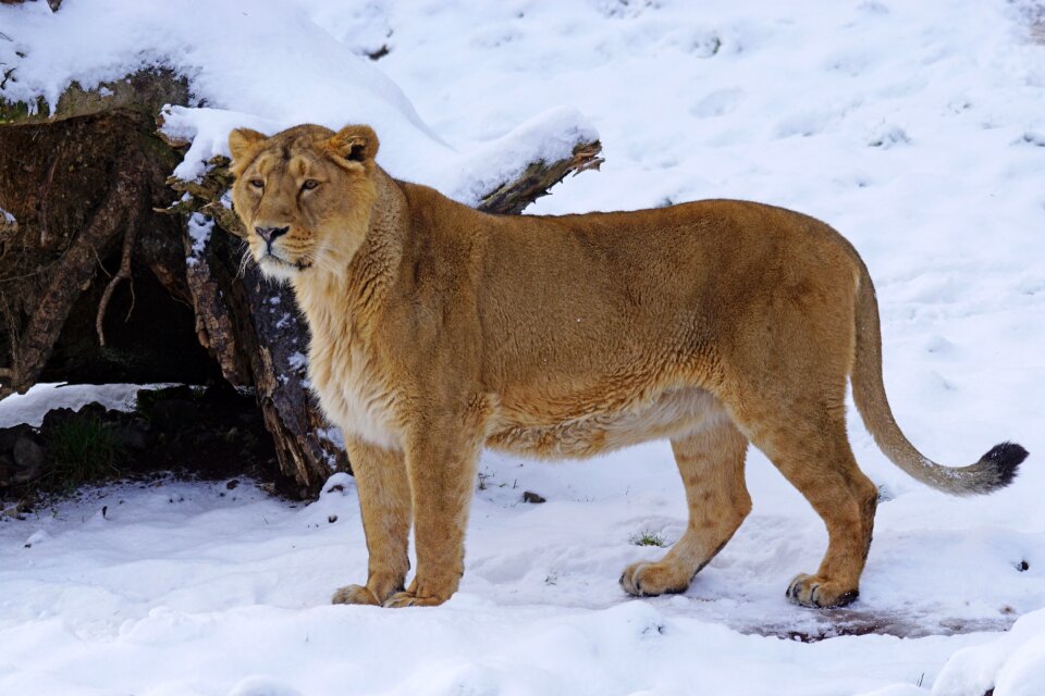Big cat snow winter