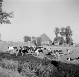 Koeien in een weiland bij een boerderij, Bestanddeelnr 191-0653