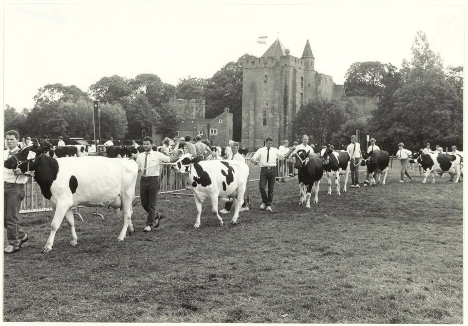Koeienkeuring in Santpoort. Op de achtergrond de Ruïne van Brederode. NL-HlmNHA 54016923