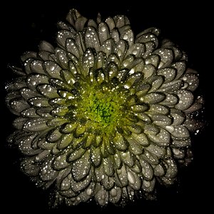 Water drops chrysanthemum